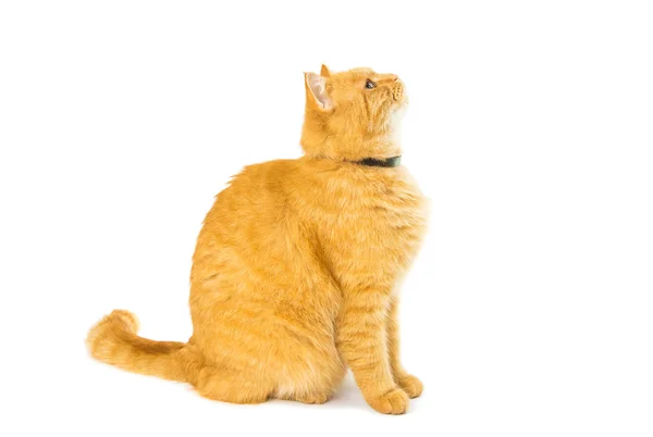 stock image ginger cat isolated