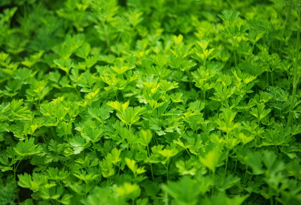 Fresh growing flat leaf parsley background. — Stock Photo, Image