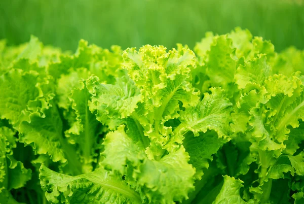 Lettuce growing — Stock Photo, Image