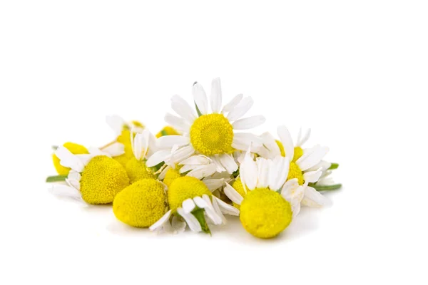 Medicinsk daisy isolerade — Stockfoto