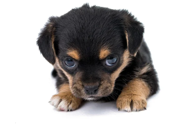 Puppy geïsoleerd — Stockfoto