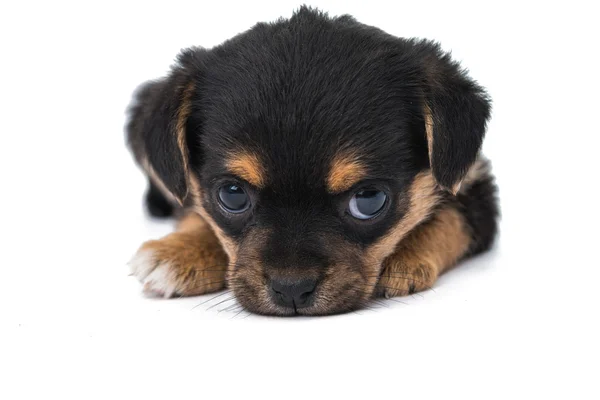 Cucciolo isolato — Foto Stock