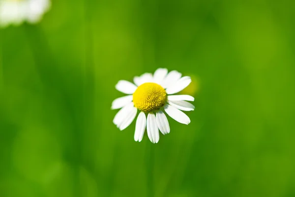 Medicinale daisy — Stockfoto