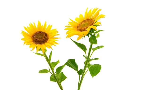 Sonnenblumen — Stockfoto