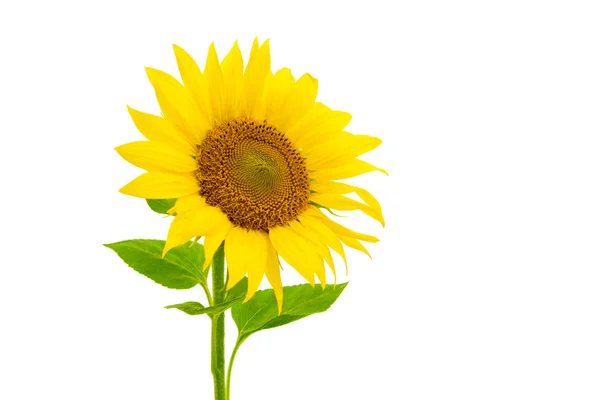 Sunflowers — Stock Photo, Image