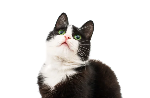 Schwarz & weiß Katze sitzt auf weiß — Stockfoto