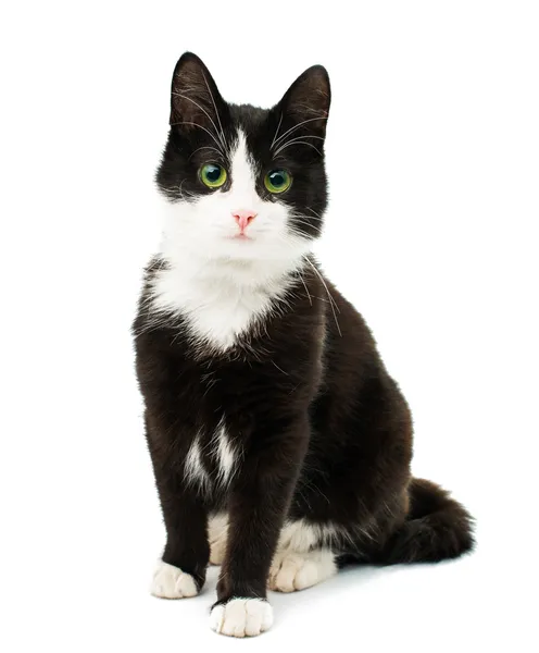 Schwarz-weiße Katze — Stockfoto