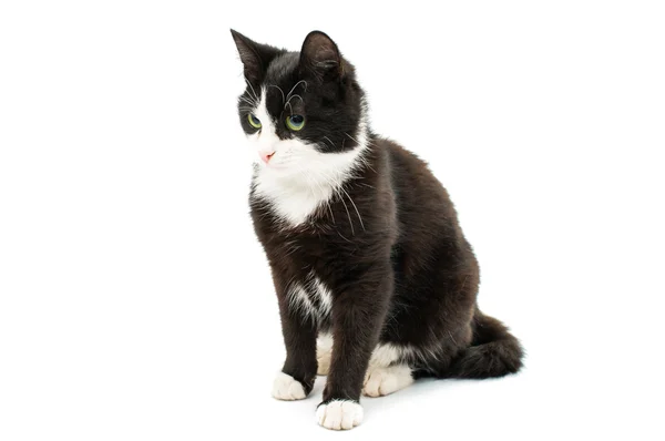 Gato blanco y negro — Foto de Stock