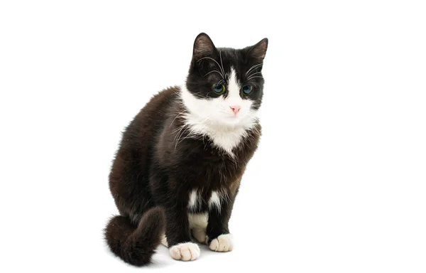 Czarna idealna biały kot — Zdjęcie stockowe
