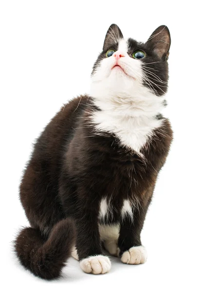 Schwarz-weiße Katze — Stockfoto