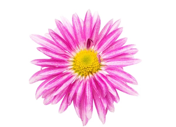 Rosa chrysanthemum isolerade — Stockfoto