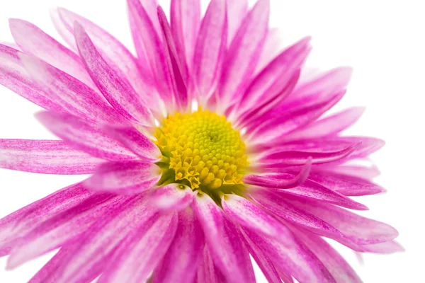 Roze chrysant geïsoleerd — Stockfoto