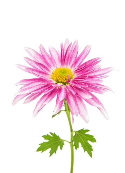 Rosafarbene Chrysantheme isoliert — Stockfoto