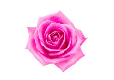 pembe gül izole 