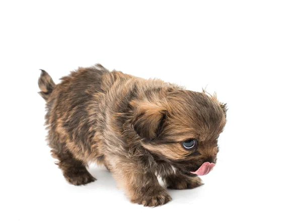 Cucciolo isolato — Foto Stock