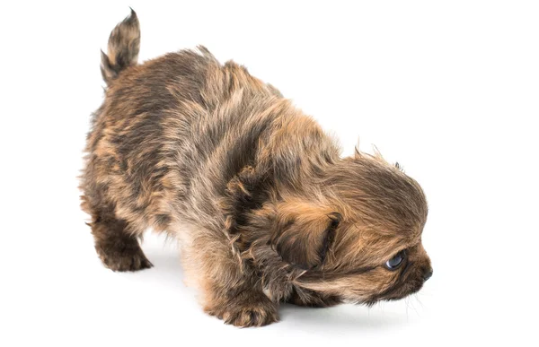 Puppy isolated — Stock Photo, Image