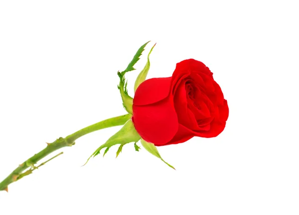 Red rose isolated — Stock Photo, Image