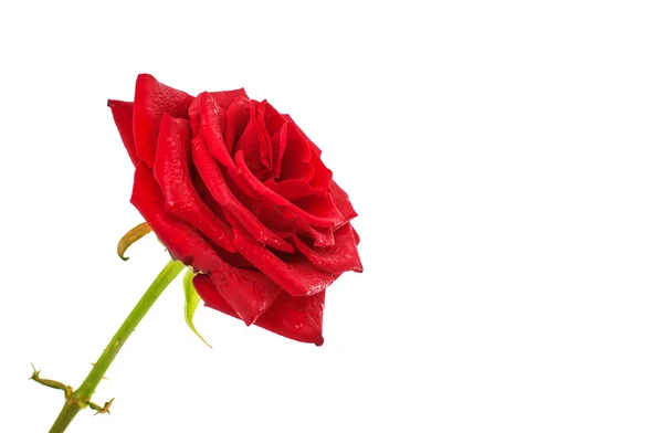 Mokre róża czerwony na białym tle — Zdjęcie stockowe