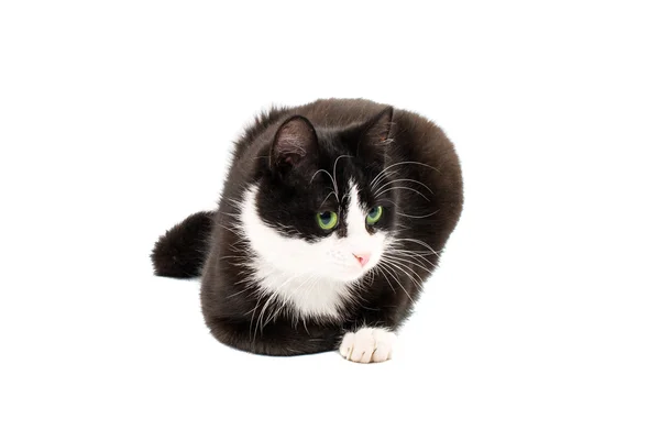 Schwarz-weiße Katze — Stockfoto