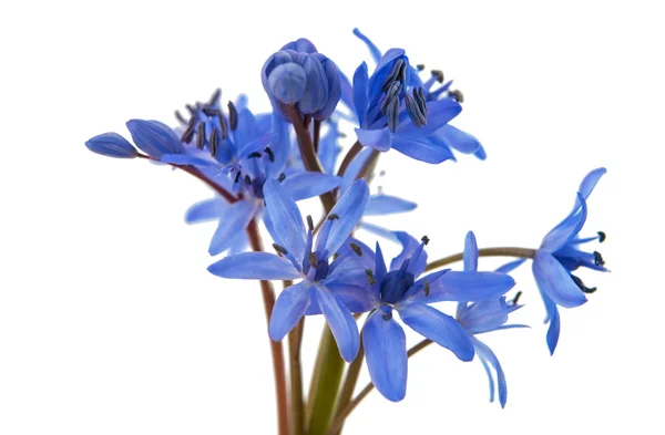 Snowdrop blue — Stock Photo, Image