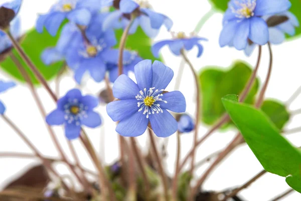 Hepatica nobilis — Stock Fotó