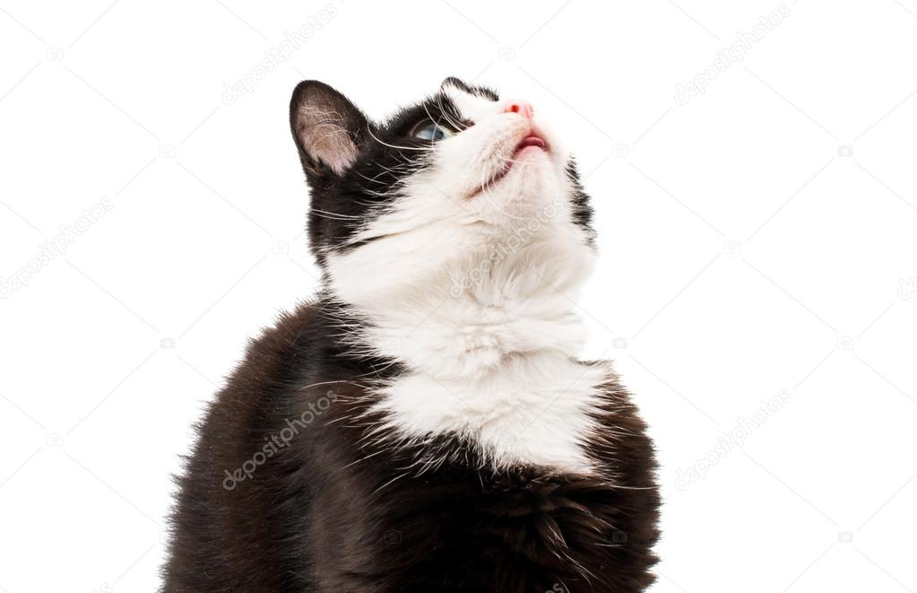 Chaton Mignon Noir Sur Fond Blanc Photographie Ksena32 C Chaton Mignon Noir Sur Fond Blanc Photographie Ksena32 C
