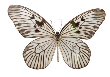 izole kelebek 