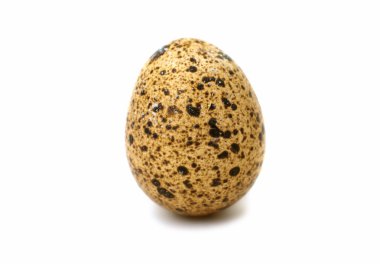 bıldırcın yumurtası