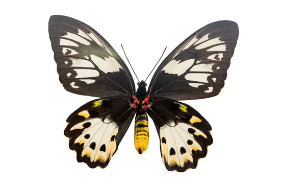 Papillon isolé — Photo