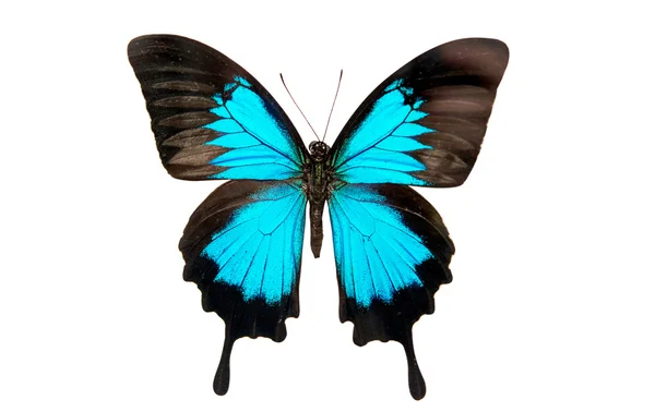 Papillon isolé — Photo