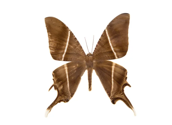 Mariposa aislada — Foto de Stock