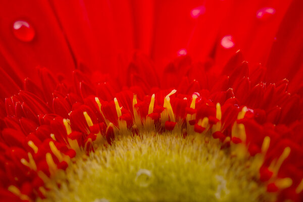 red gerbera isolated 
