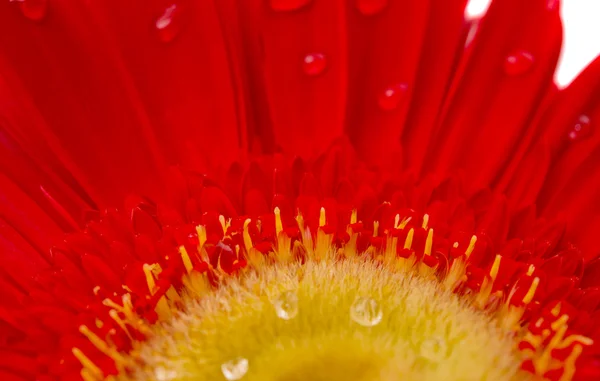 Izole kırmızı gerbera — Stok fotoğraf