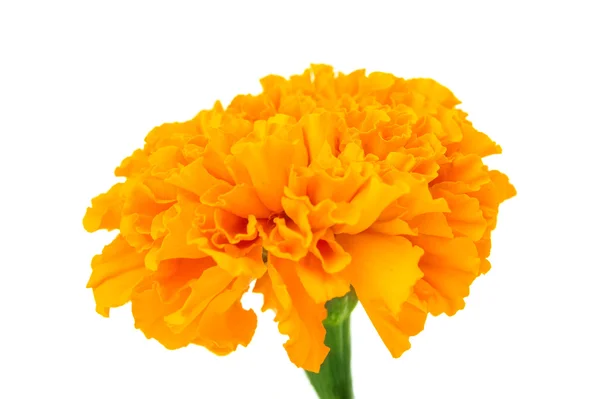 Marigold flower — Stock Photo, Image