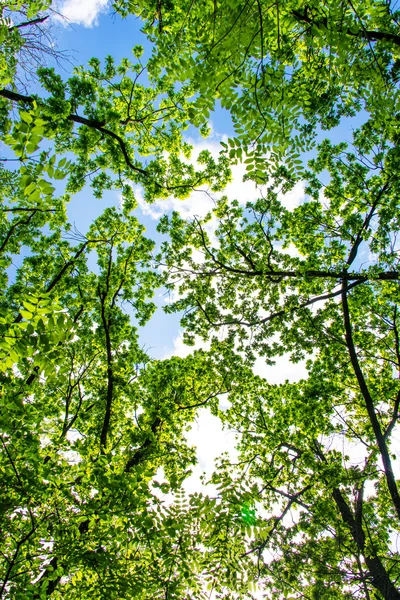 Primavera paisaje de árboles — Foto de Stock