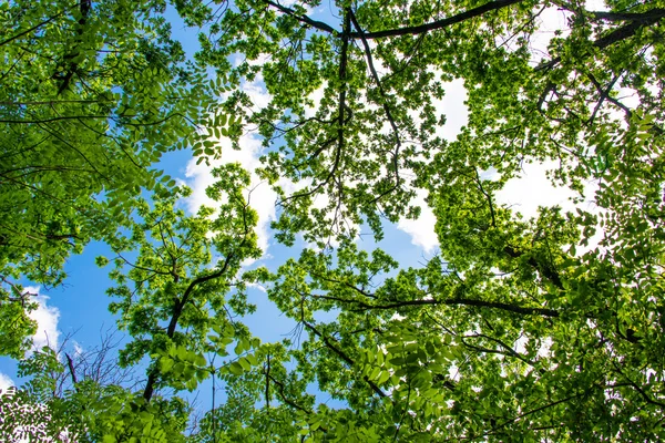 Primavera paisaje de árboles —  Fotos de Stock