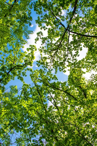 Paesaggio primaverile di alberi — Foto Stock