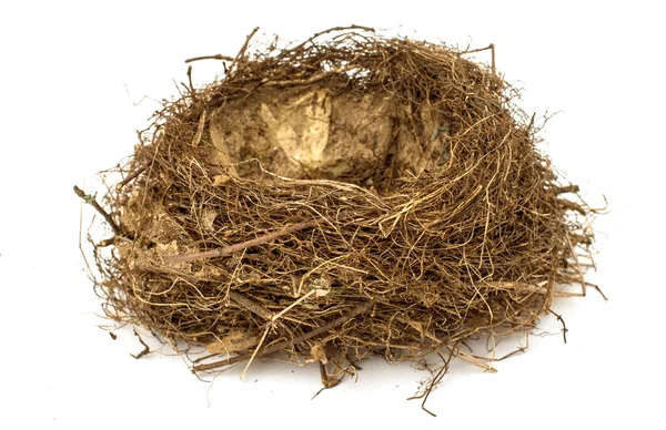 Nest mit Eiern — Stockfoto