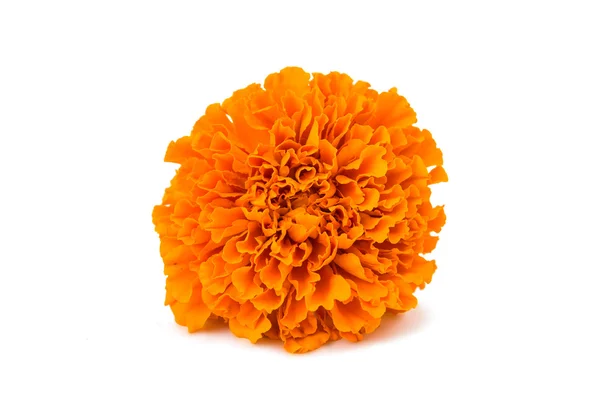 Marigold flower Stock Photos, Royalty Free Marigold flower Images |  Depositphotos