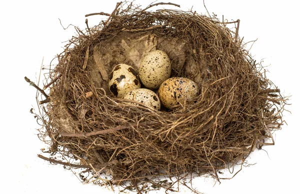 Nest with eggs — Stock Photo, Image