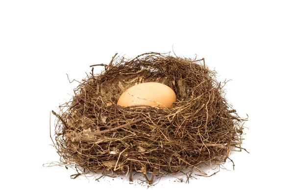 Nest with eggs — Stock Photo, Image