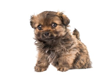 izole köpek yavrusu 