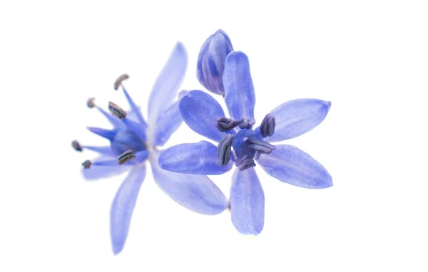 Primera flor de primavera - scilla siberica — Foto de Stock