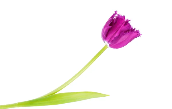 Tulipan fioletowy na białym tle — Zdjęcie stockowe
