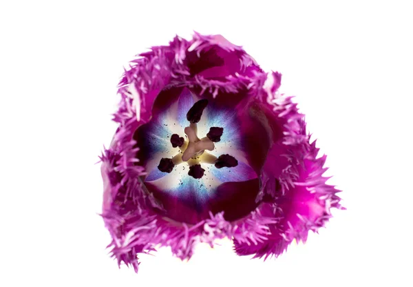 Tulipe violette isolée — Photo