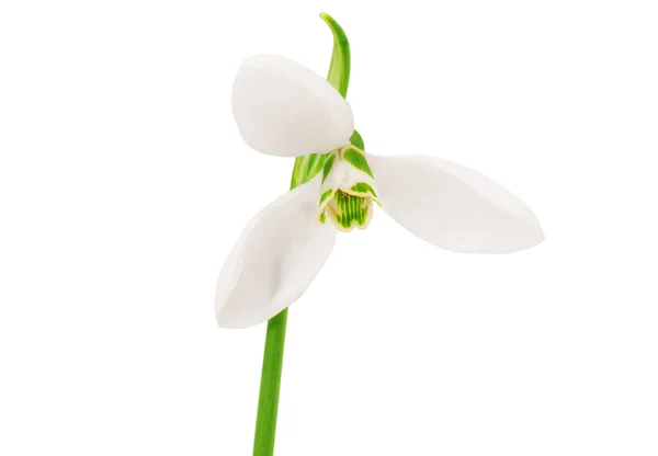 Snowdrop — Stock Photo, Image