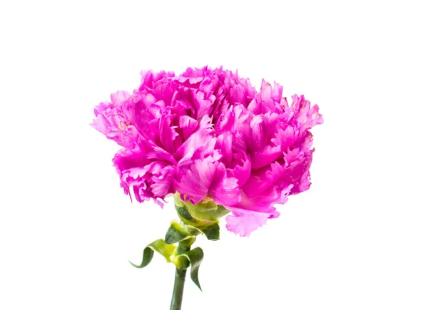 Purple carnations — Stock Photo, Image