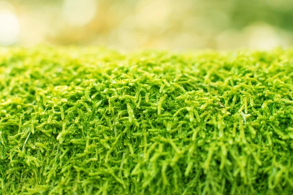 Groene fern moss als achtergrond — Stockfoto