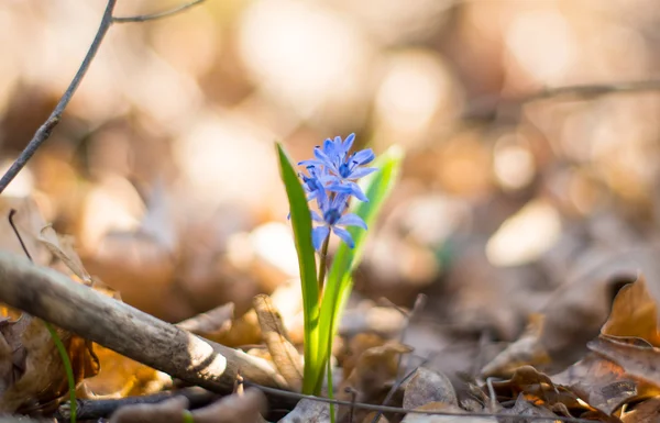 Blauwe voorjaar bos bloemen — Stockfoto