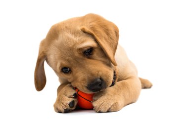 izole labrador yavrusu 